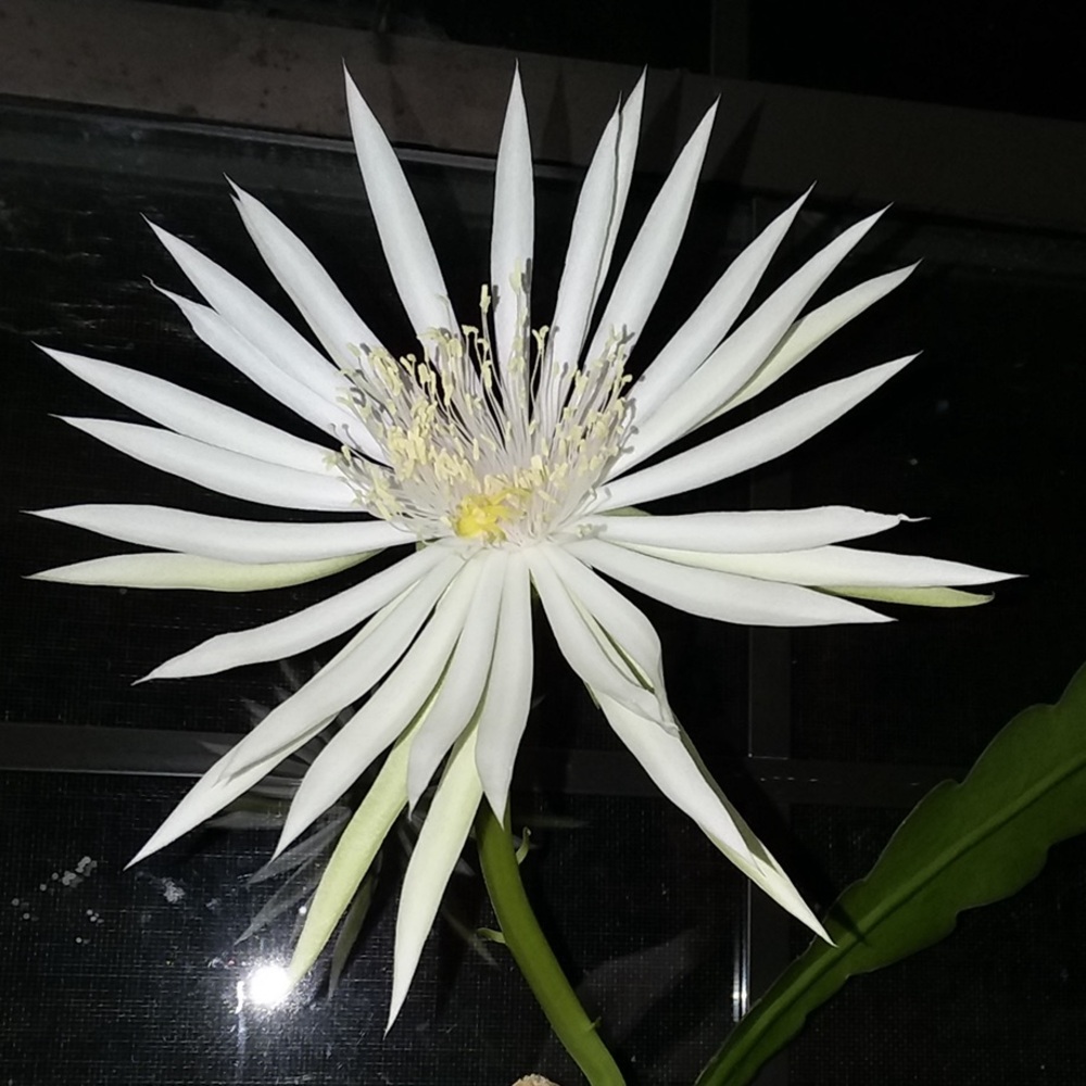 Night Blooming Cereus Cactus Cuttings 3